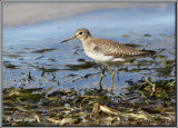 Chevalier solitaire ( Solitary Sandpiper )