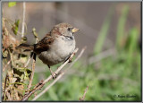 Moineau domestique ( House Sparrow )