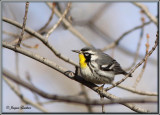 Paruline  gorge jaune ( Yellow-Throated Warbler )
