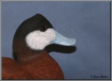 rismature rousse ( Ruddy Duck )