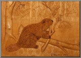 Castor ( Beaver )