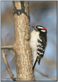 Pic mineur ( Downy Woodpecker )