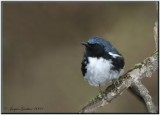 Paruline bleue ( Blackthroated Blue Warbler )