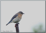 Merlebleu de lest ( Eastern Bluebird )