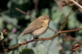 Tjiftjaf (Chiffchaff)