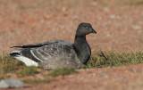 Rotgans (Brent Goose)