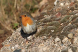 Roodborst (Robin)
