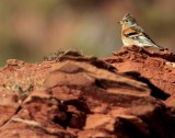 Keep (Brambling)
