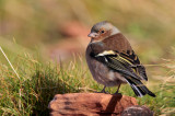 Vink (Chaffinch)