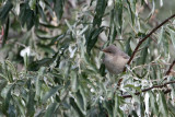 Sperwergrasmus (Barred Warbler)