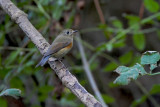 Blauwstaart (Red-flanked Bluetail)