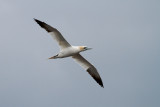 Jan van Gent (Gannet)