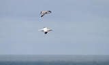 Jan van Gent (Gannet)