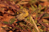 Sijs (Siskin)