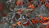 Goudhaantje (Goldcrest)