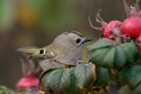 Goudhaantje (Goldcrest)