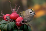 Goudhaantje (Goldcrest)