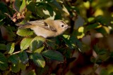 Goudhaantje (Goldcrest)