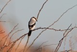 Klapekster (Great Grey Shrike)