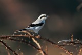 Klapekster (Great Grey Shrike)