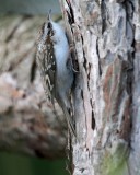 Taigaboomkruiper (Treecreeper)