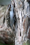 Taigaboomkruiper (Treecreeper)