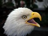 Bald Eagle. Ketchikan Alaska