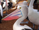 Pelican. Queensland Australia