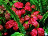 Red Leaf Plant.