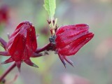   Rosella Flower