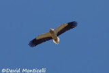 Egyptian Vulture_A8T0042.jpg