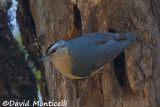 Bird trip to Algeria (June 2009)