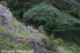 Magot (Macaca sylvanus) (Djebel Babor)_A8T0300.jpg