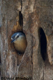 Algerian Nuthatch (female)_A8T0304.jpg