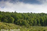 Tamentout Forest (Petite Kabylie)_A8T0406.jpg