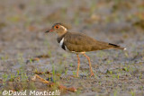 Forbess Plover (Charadrius forbesi)_Kenema Rice fields (Sierra Leone)