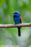 Blue-headed Bee-eater_A8T0208.jpg