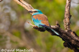 Abyssinian Roller_A8T0446.jpg