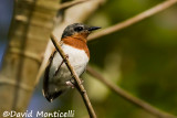 Chestnut Wattle-eye_A8T0013.jpg