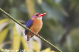 African Pygmy Kingfisher (Sierra Leone)