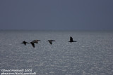 Cape Cormorants (Phalacrocorax capensis)