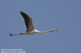 Greater Flamingo (Phoenicopterus ruber)