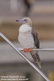 Red-footed Booby (Sula sula)_Girona (Spain)