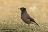 Common Myna (Acridotheres tristis)_Green Island, Kuwait City (Kuwait)
