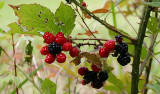 Wild Blackberries--7/27/09