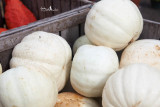 White Pumpkins