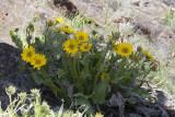Balsamorhiza sagittata   Arrowleaf balsamroot