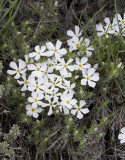 Phlox hoodii  Spiny phlox