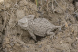 Horned toad