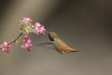 Rufous Hummingbird